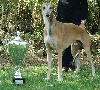  - EXPOSITION SPECIALE GREYHOUNDS  DE VALENCE