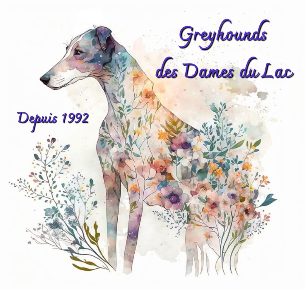 Elevage Des Dames Du Lac Eleveur De Chiens Greyhound