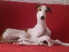  - UN NOUVEAU GREYHOUND MADE IN GERMANY 