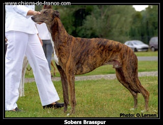 CH. Sobers BRASSPUR