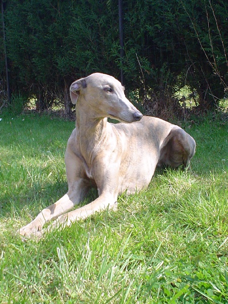 POUSSIERE D'ANGE Des dames du lac