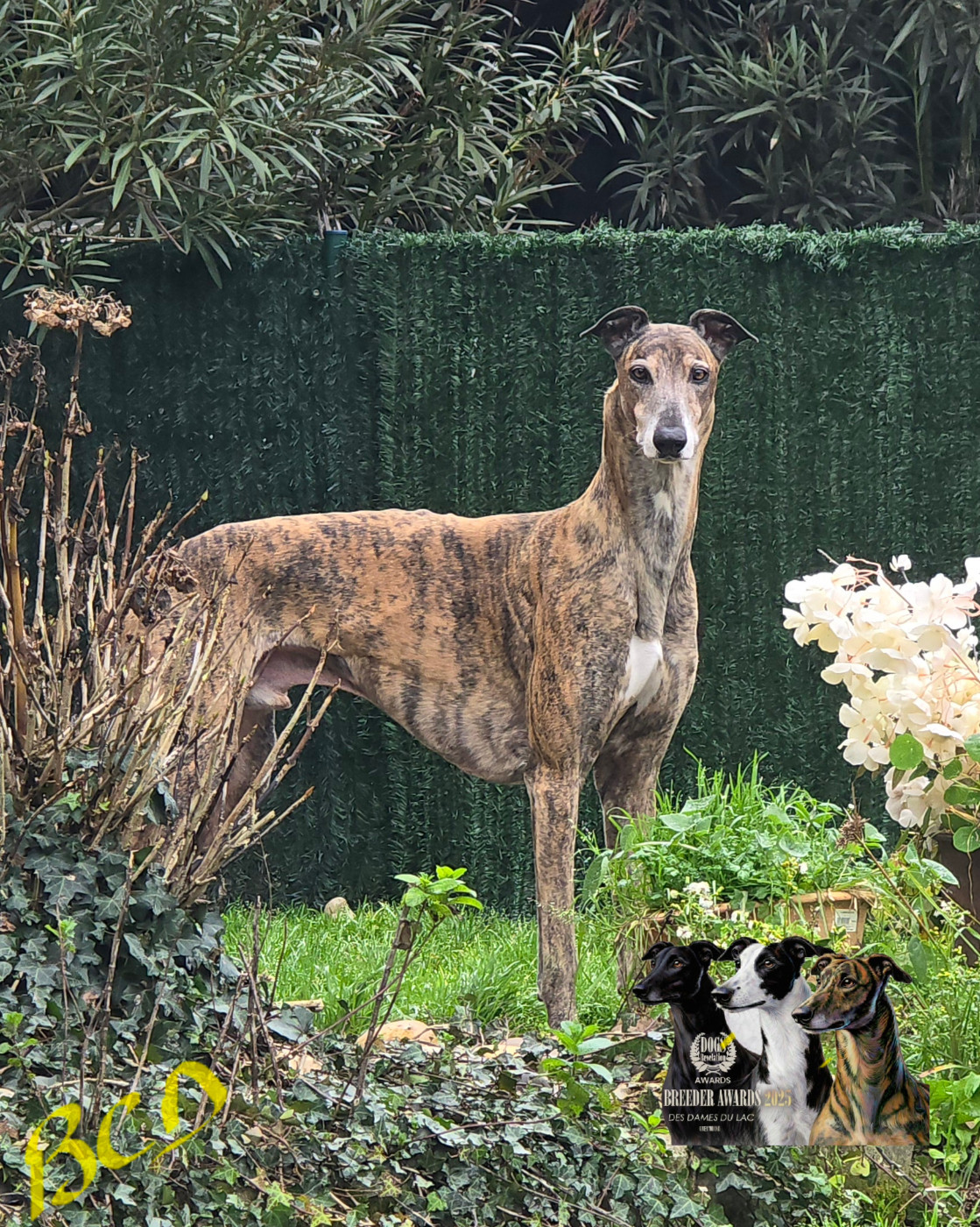 CH. Pain d'epices Des dames du lac