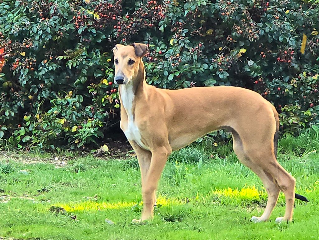 Ares Des dames du lac