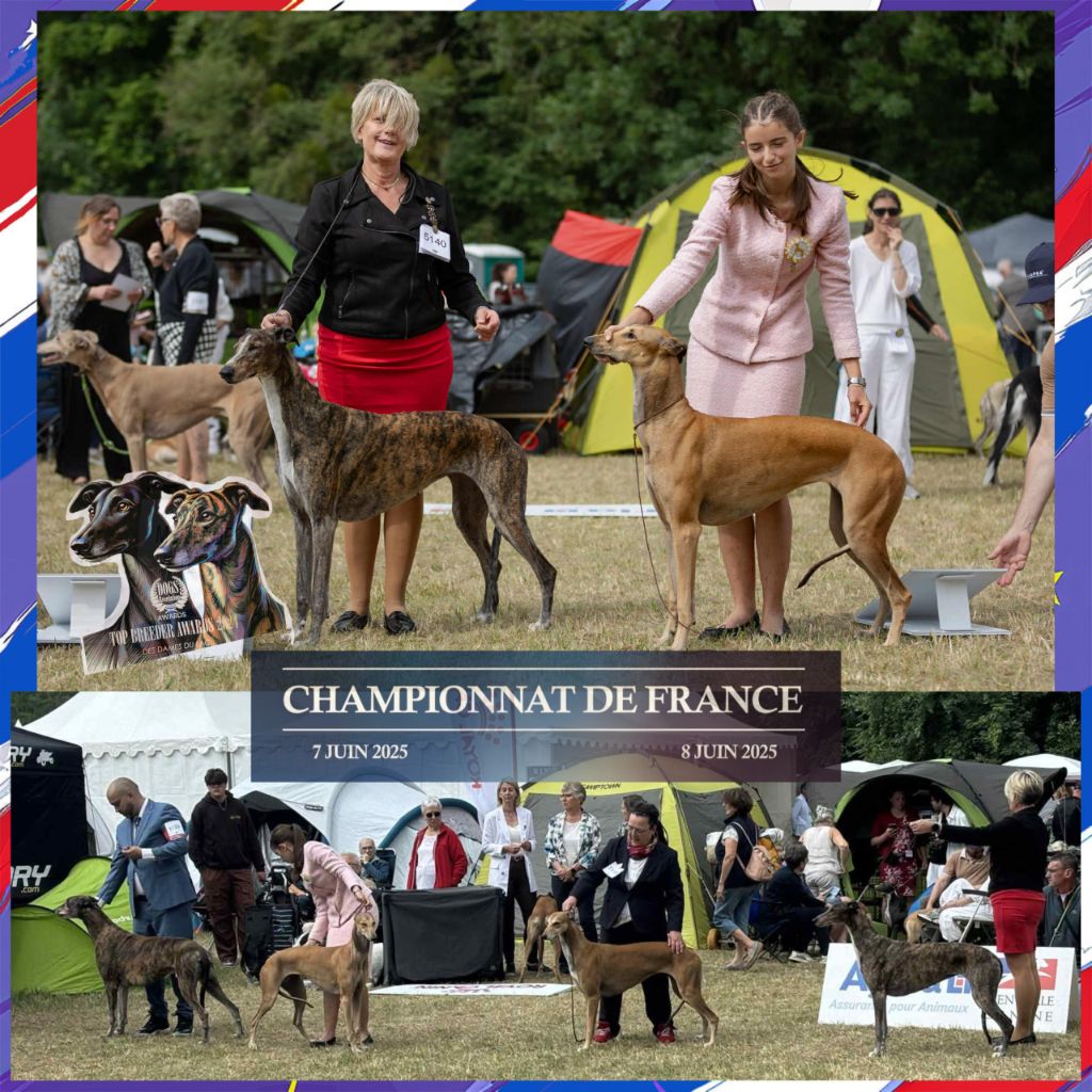 Des dames du lac - CHAMPIONNAT DE FRANCE DIJON 2025