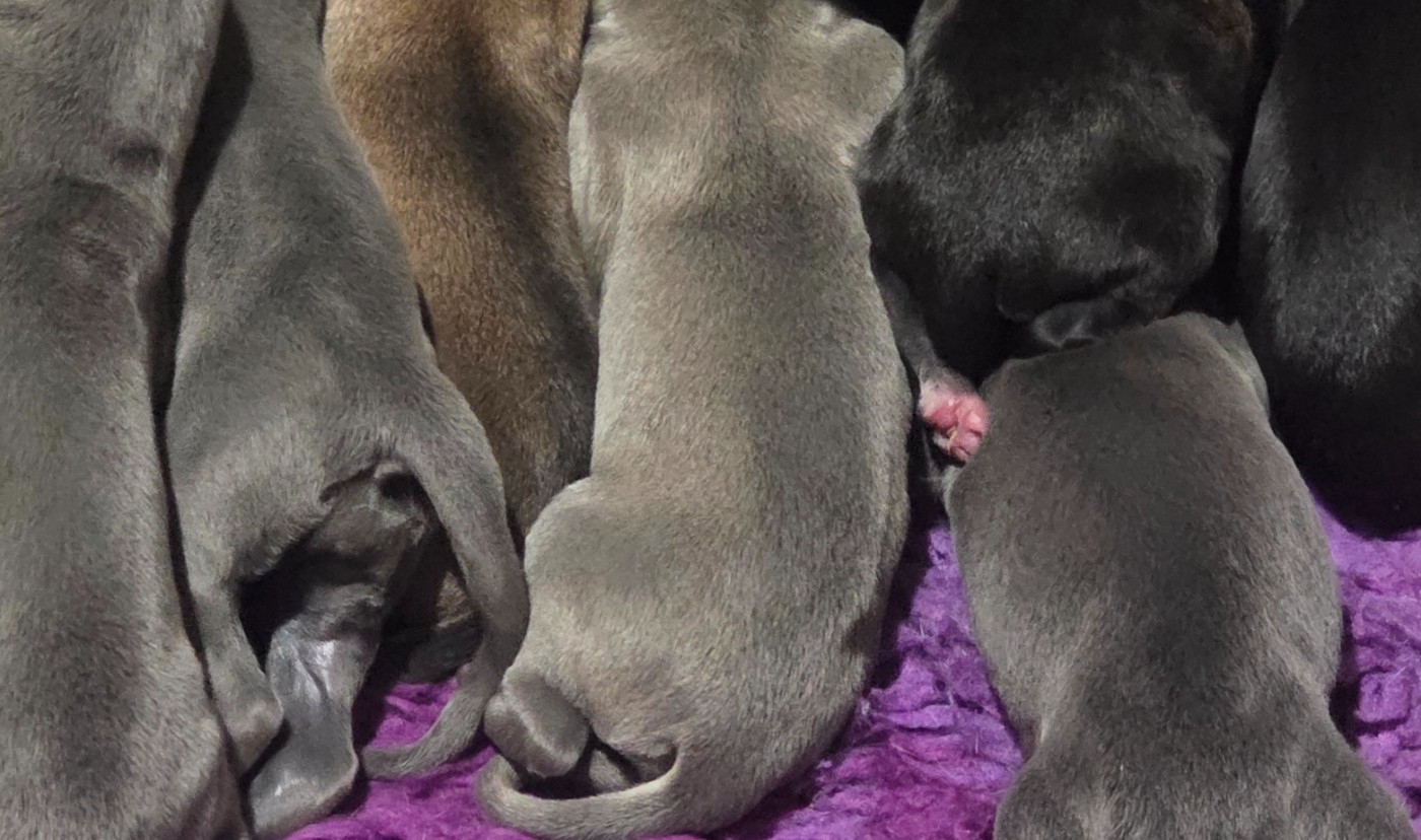 Des dames du lac - Chiots disponibles - Greyhound