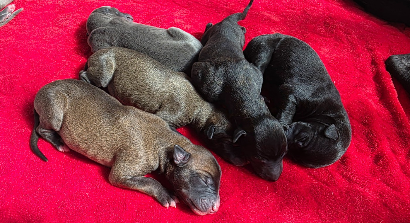 Des dames du lac - Chiots disponibles - Greyhound
