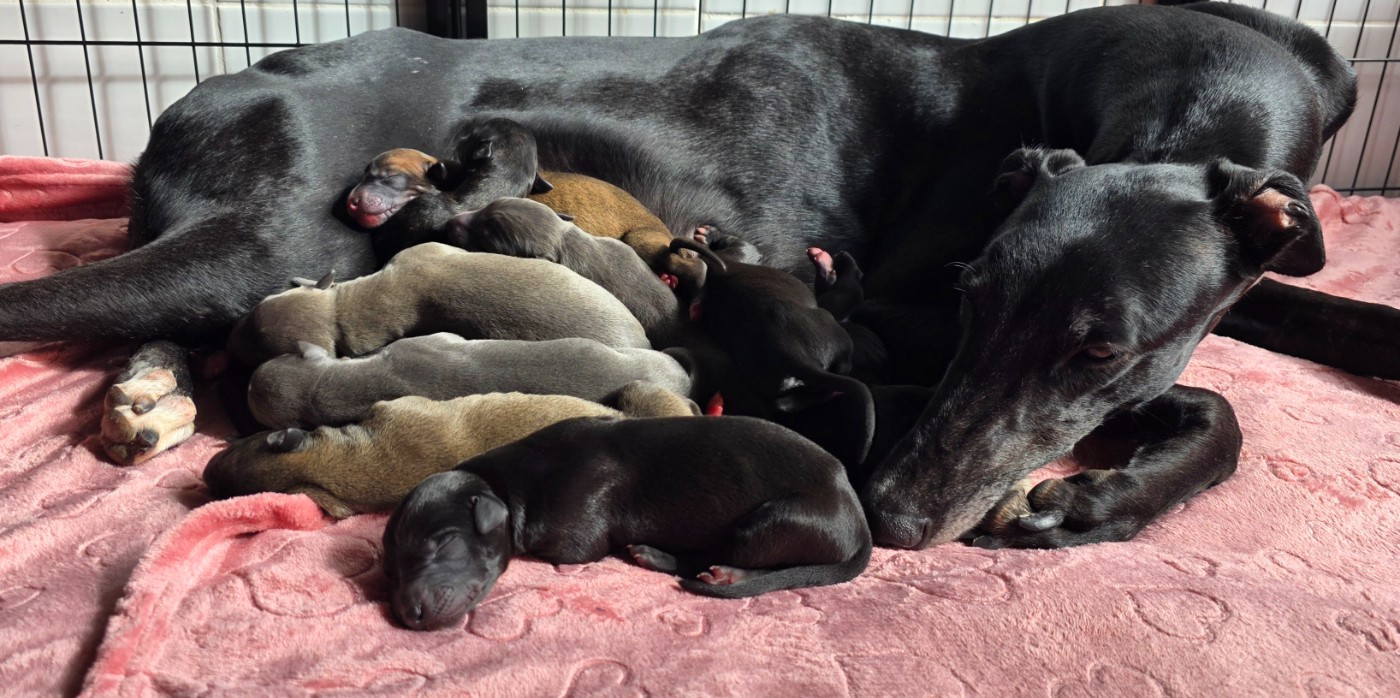 Chiot Greyhound Des dames du lac