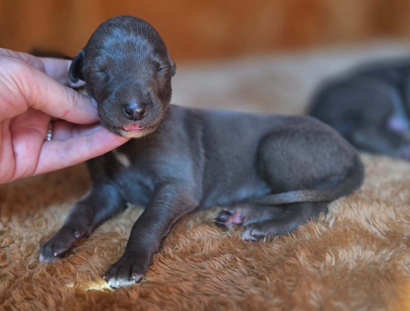 Des dames du lac - Chiots disponibles - Greyhound