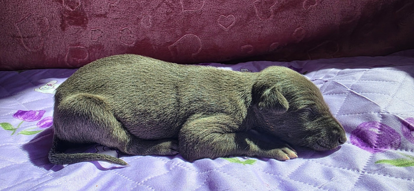 Des dames du lac - Chiots disponibles - Greyhound