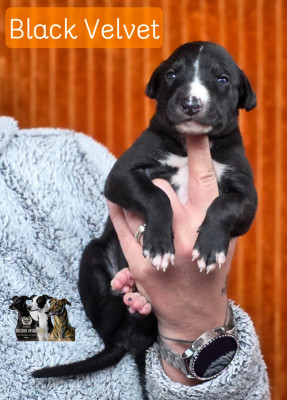 BLACK VELVET