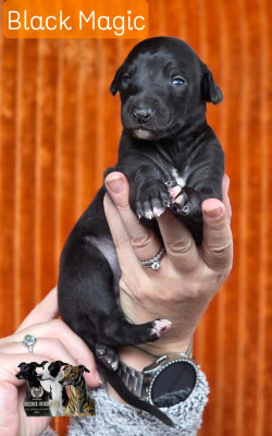 BLACK MAGIC