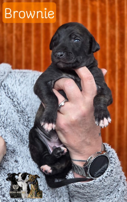 BROWNIE