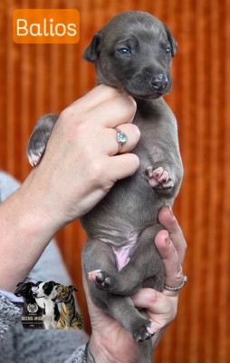 BALIOS