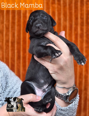 BLACK MAMBA