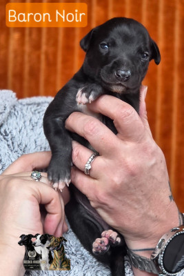BARON NOIR